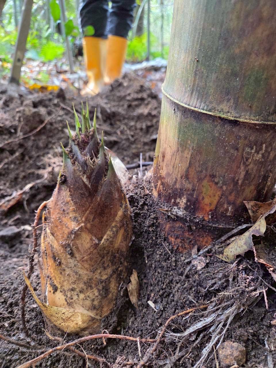 【次回12日発送予定！】SENDANMARU タケノコ　（愛媛県産）